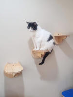 Estante De Madera Para Gato Montado En La Pared Con Escaleras Y Perches En Forma De Rostro De Gato Mobiliario De Mascotas Para Gatos Internos Dormitorio Y Descanso - details 4