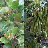¡¡¡ 10 Plantas !!! natural Ceratonia Siliqua. Algarrobo 15-20 cm. En cepellón. Resistencia a sequías, mejora del suelo, frutos nutritivos, sombra abundante y bajo mantenimiento. - details 0