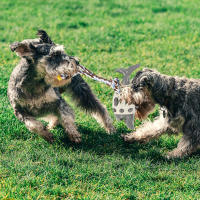 Juguetes Para Morder De Perro En Forma De Tiburón Con Correa Juguetes Interactivos Para Limpieza De Dientes Y Entrenamiento Resistentes Al Morder Suplemento Para Mascotas - details 1