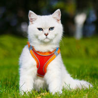 Correa Para Perros Y Gatos Nuevo Tipo De Correa De Pecho Con Cuello Colorido Set De Correas Para Pasear Mascotas Suministros Para Mascotas - details 0