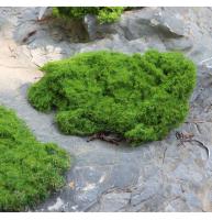 Carpetas De Moss Artificial De Hierba Verde Para Decoración De Jardín Interior Y Exterior Tapete De Piedra Falsa Para Paisajismo DIY Y Terrarios - details 12