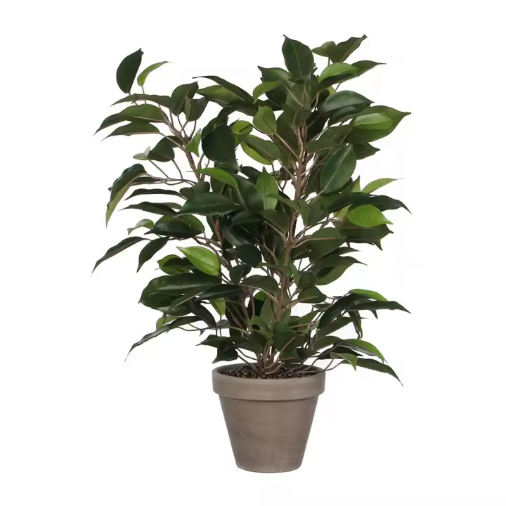 Planta Decorativa Mica Decorations 40 x 30 cm Cerámica Verde PVC Ficus - 1