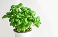 Semillas Albahaca Profesional - Sobre 4 GR (Sobre Grande) - Albahaca muy sabrosa y con mucho aroma - Rocalba Semillas - details 1