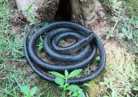 Juguete Realista De Goma 123cm Serpiente Sintética Para Simular Anaconda Para Halloween Accesorios De Piñata Y Fiestas - details 0