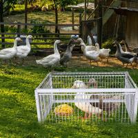 Cage Automática Para Pájaros Coche De Ratón Con Entrada Sola Sin Salida Cages De Almacenamiento Portátil De Hierro Reforzado Para Pigeons - details 21