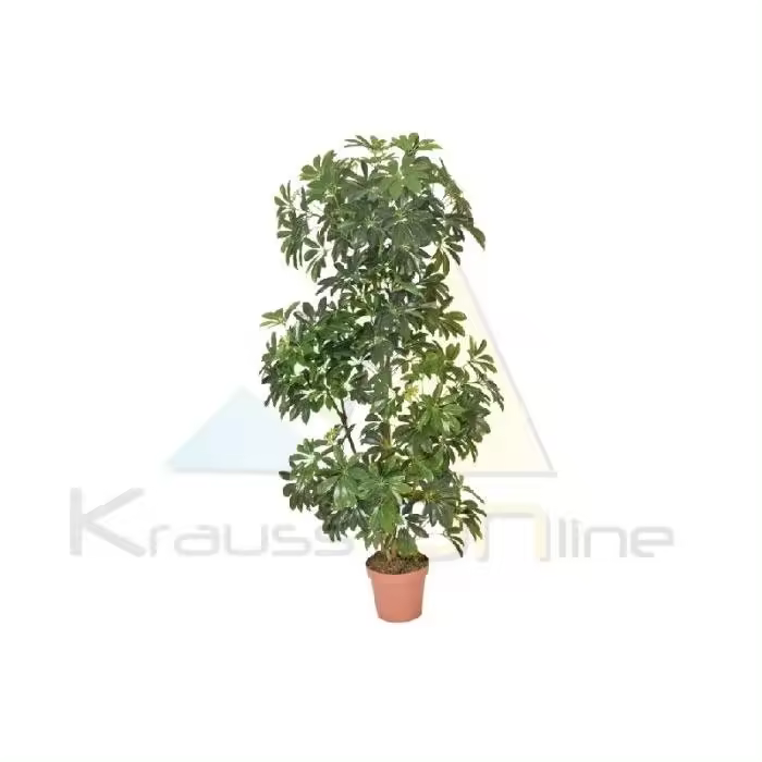 Cheflera 145 Cm - 1