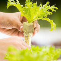 36/50Pcs Iniciadores De Plagas De Esponja Y Poliestireno Para Cultivo En Casa Jardín Herramientas De Suministros De Invernadero Cubos De Medio De Cultivo Hidroponía - details 0
