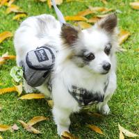 Bolsa Portátil Para Entrenamiento De Perros Con Bolsillo Para Golosinas Y Residuos Eco-amigable Multifuncional Ligera Para Actividades Al Aire Libre Y Viajes Tamaño 12x8x8cm - details 6