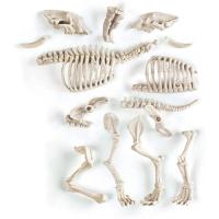 Arqueojugando Smilodon jugando aprendo juego de arqueología para excavar y montar dinosaurios, juguete científico CLEMENTONI - details 3