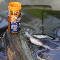 Generic Comida para Tortugas JBL Molluscus - Caracoles Enteros Secos Naturales - Sin Colorantes - details 1
