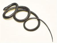 Juguete Realista De Goma 123cm Serpiente Sintética Para Simular Anaconda Para Halloween Accesorios De Piñata Y Fiestas - details 3