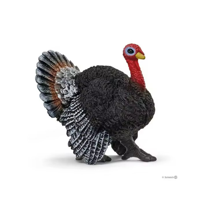 Pavo - 1