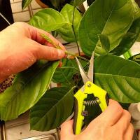 Juego De Tijeras De Jardín Antideslizantes Herramienta De Podar Flor Y Fruta Labor-Saving Para Ramas Y Verduras - details 2