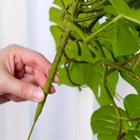 1pc Hoja De Tortuga Artificial Para Colgar En Macetas O Vajilla Decoración De Casa Y Regalos Planta Verde Artificial De Poliéster Para Exposición Y Aniversarios - details 3
