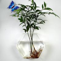 Vaso De Flor De Vidrio Colgante Para Pared Terrario Acuario Contenedor De Flores Y Plantas Decoración Para El Hogar Y Jardín Estilo Moderno - details 4