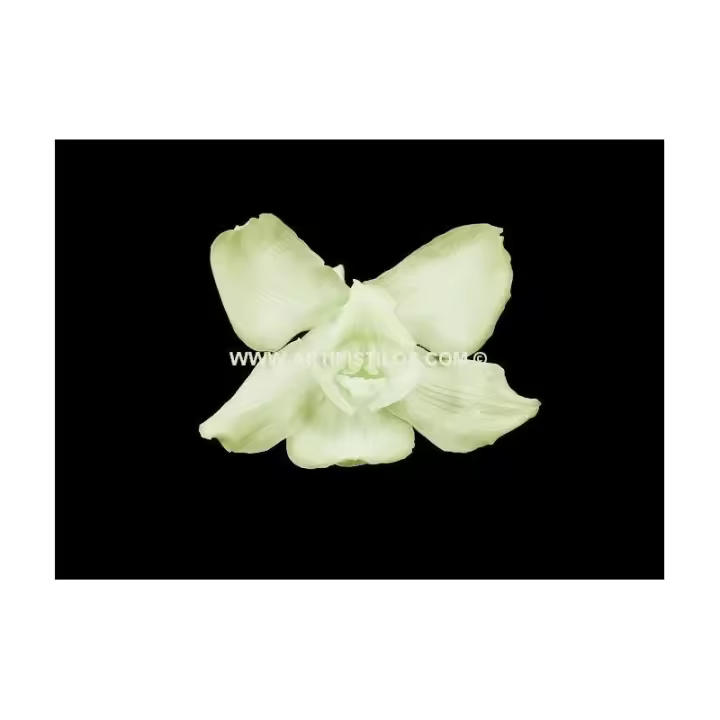 CYMBIDIUM PRESERVADO Raíz FLORES Inicio Sombreros - Calidad 1 - 1