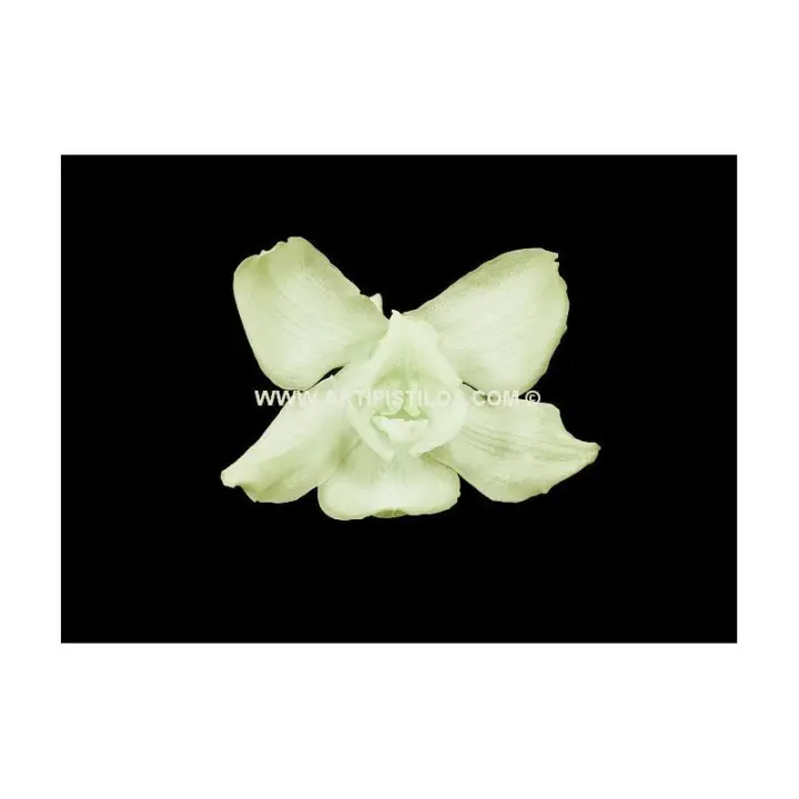 CYMBIDIUM PRESERVADO Raíz FLORES Inicio Sombreros - Calidad 1 - 1