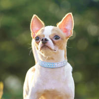 Collar De Cuero Para Perros Pequeños Con Diamantes Ajustable Y Padded Collar De Gato Para Chihuahua Y Otros Pequeños Mascotas - details 10