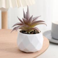 Evergreen Artificial Suculentas Simulación De Plantas Falsas Pequeñas En Macetas Cactus Bonsái Para El Hogar Material Plástico - details 9