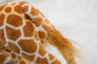 Gran Juguete De Peluche Giraffe Real De 35-120cm Alta Calidad Animales De Peluche Suaves Decoración De Habitación Para Niños Regalo De Cumpleaños - details 9