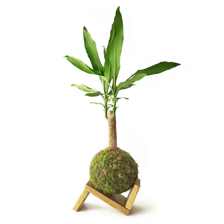 Kokedama Tronco de Brasil + SOPORTE MADERA / Kokedamus / planta interior - decoración del hogar - planta natural - elaboración artesanal - 1