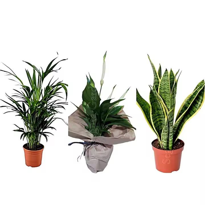 Pack 3 Plantas Purificadoras del aire. Areca + Espatifilo + Sanseviera. Según estudios de la NASA, son capaz de eliminar toxinas como el formaldehído y el xileno, que suelen acumularse en interiores. Además, actúa como un humidificador natural - 1