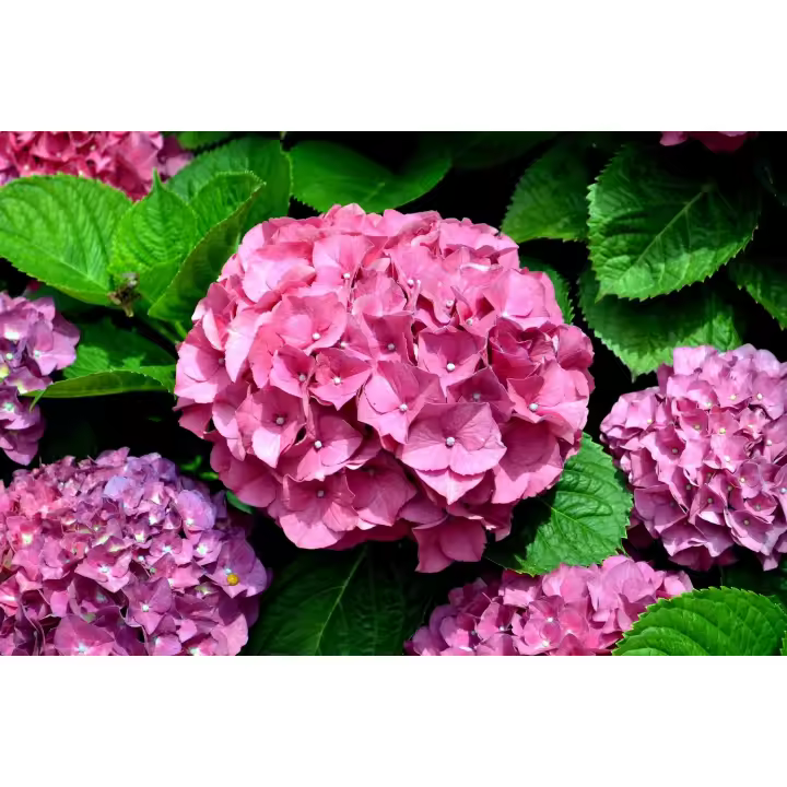 Planta natural Hortensia. Hydrangea. Elegir color de flor.  Segura Garden. La hydrangea brinda belleza floral, adaptabilidad a diversos climas y colores vibrantes. Mejora la estética del jardín con bajo mantenimiento. - 1
