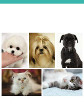 Cepillo De Baño Para Mascotas De Silicona 2 En 1 Masajeador Suave Con Dispensador De Shampoo Para Perros Puppies - details 3