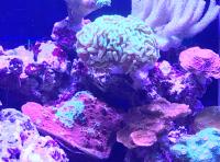 Luz LED ZETLIGHT ZA-1201AI Para Acuario Marino Y Arrecife De Coral Con Control WiFi Blanco Azul Adecuado Para SPS LPS Tipo De Montaje Clips-on Potencia 16W - details 3