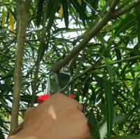 Tijeras De Poda Para Jardín Powerful Grape Especial Para Ramas Gruesas Y Árboles Frutales Podadoras De Acero Inoxidable Manija Plástica Herramienta De Poda De Bonsái - details 16