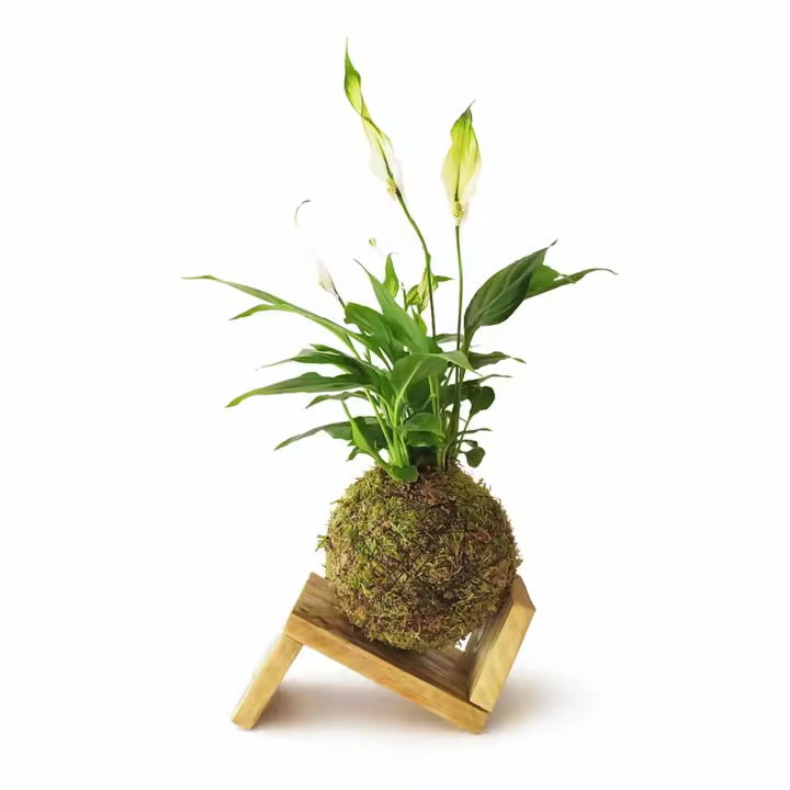 Kokedama cunas de moisés + SOPORTE MADERA / spathiphyllum o espatifilo / Kokedamus / planta interior - decoración del hogar - planta natural - elaboración artesanal - 1