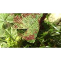 Hexitiazox - Insecticida contra araña roja - Acaricida, larvicida y ovicida para plantas - Sobre 40 GR - Uso no Profesional - Sipcam Jardin - details 1