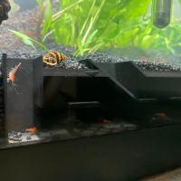 Cueva De Observación Para Acuario Con Tunnel Para Peces Y Camarones Decoración Acuática Para El Comfort De Los Residentes - details 2