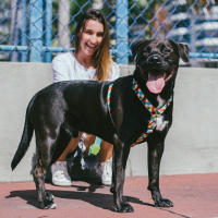 Zeedog | Arnés Antiescape para Perro y Gatos Phanton - details 4