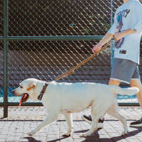 Correa Táctica Para Perros De Medio Y Pequeño Tamaño Con Control De Doble Mano Y Línea Elástica Ajustable Con Desenganche Rápido Para Entrenamiento Y Salidas Al Aire Libre - details 0