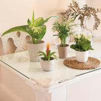 Plastic Forte Maceta Redonda Pequeña con Plato de la línea SAHARA, de 23cm, Maceta para jardines y para interiores, decoración de Plantas, Flores Resistente, Macetero de Plastico - details 2