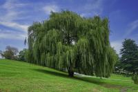 Planta natural Salix Babylonica. Sauce Llorón. Embellece paisajes, da sombra, controla la erosión, mejora suelos húmedos, apoya biodiversidad y crece rápido. Ideal para riberas y jardines, purifica el agua y estabiliza el terreno. Segura Garden - details 0