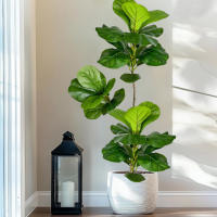 Falsa Hoja De Magnolia Y Ficus 105cm Para Decoración De Jardín Patio Interior Oficina Hoja De Figura Artificial De 41.3 Pulgadas - details 10