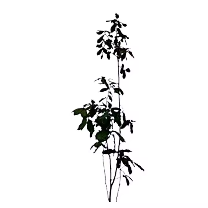 Planta natural arbol Quercus Faginea. Roble carrasqueño quejigo. Resistencia a sequías, mejora del suelo, sombra duradera, refugio para fauna, madera de calidad, tolerancia a suelos pobres y valor ornamental en paisajes mediterráneos. Segura Garden. - 1
