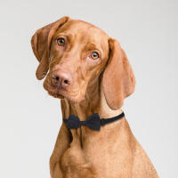 Collar Ajustable Para Mascotas Con Corbata De Colores Caramelo Para Gatos Y Perros Accesorio Estilizado Para El Comfort Y La Moda - details 6
