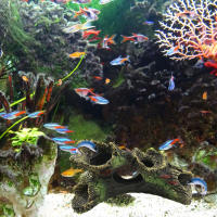 Adorno De Paisaje Artificial Multifuncional Para Acuario Tronco Hueco De Resina No Tóxica Cueva De Escondite Para Peces En Tanque De Acuario - details 1
