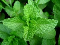 Depuforte Naturkea: Jarabe Diuretico y Depurativo para la Retención de líquidos - Detox - Adelgazante Potente - Vegano - details 1