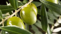 Abono Olivos Granulado Soluble de 1Kg con Efecto Inmediato Revitalizante y Reverdeciente MUY EFICAZ | Fertilizante con Nitrógeno, Potasio y Boro | Efecto Inmediato reverdeciente y revitalizante |Apto para Riego en Suelo y Maceta | Nexum+Market - details 1