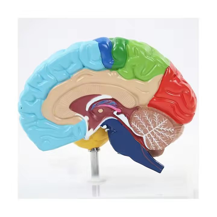 Modelo de Cerebro Humano en Escala 1:1 Hemisferio Derecho para Enseñanza Estudiantil - 1