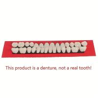 Modelo De Dientes Permanentes Para Entrenamiento Dental 28pcs Propiedades De Resina Para Profesionales De La Odontología Y Estudiantes - details 4