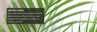 Verdecora Areca | Palma de frutos de  oro | Palmera bambú | Planta natural de interior en maceta de 4L - details 1