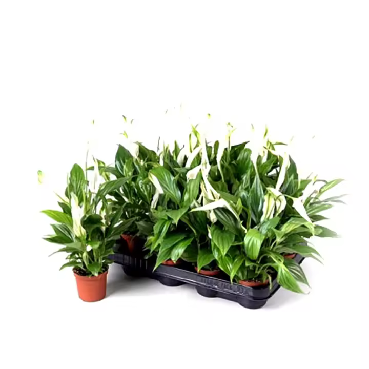 Planta Espatifilo SPATHIPHYLLUM. Purificador del aire.  Segura Garden.  El Spathiphyllum mejora la calidad del aire, es resistente y fácil de cuidar, además de agregar un toque decorativo y promover un ambiente relajante. - 1