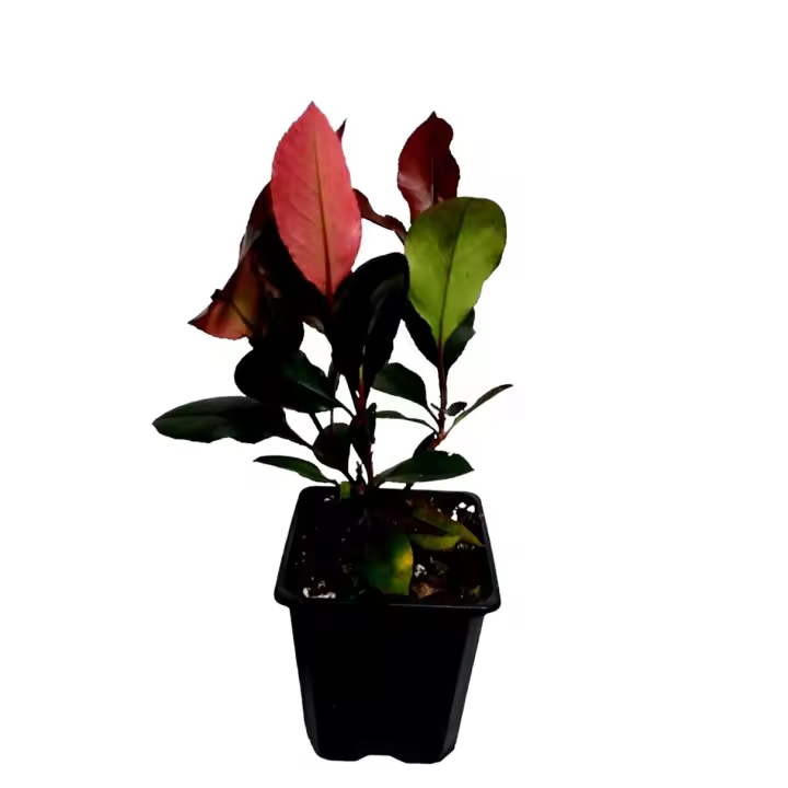 Planta natural Photinia Red Robin, fotinea, potinia. Altura 25 cm. Para setos, bordes o como elemento focal en el jardín.  Segura Garden. - 1