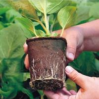 Macetas de turba ecológicas para vivero, bandeja de inicio de semillas para plantas, verduras o hierbas, paquete de 10/20 - details 6