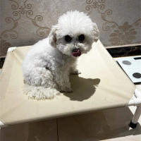 Cama De Camping Para Perros Y Gatos Cama Elevada Plegable Lavable Y Portátil Hogar Para Pupusas Colchón Para Perros Malla De Hamaca - details 13